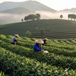 Tea Picking and Bamboo Forests: A 'Slow Life' Escape in Hangzhou and Moganshan