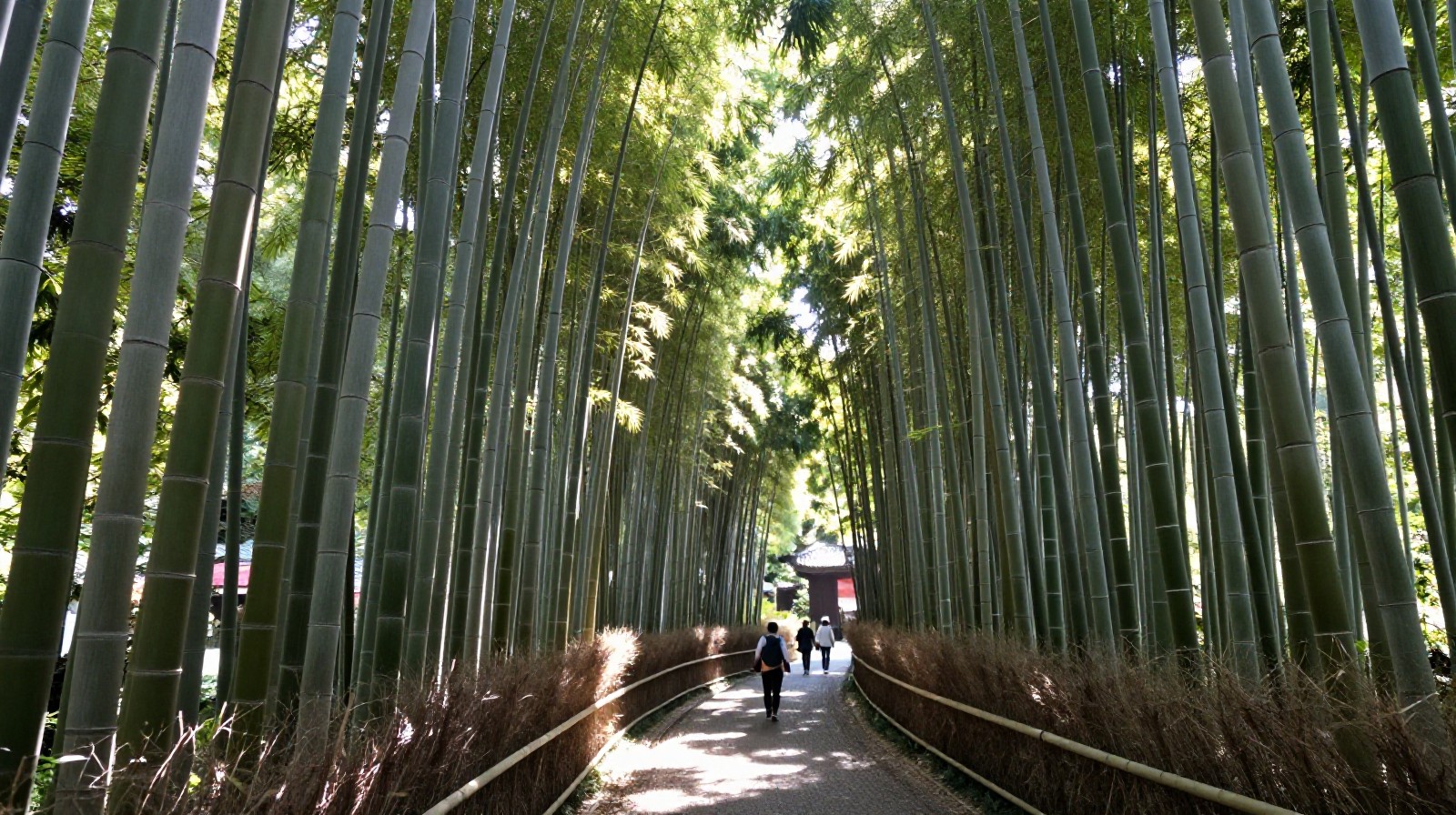 A dense bamboo forest path in Moganshan with tall green stalks and dappled sunlight on the ground.