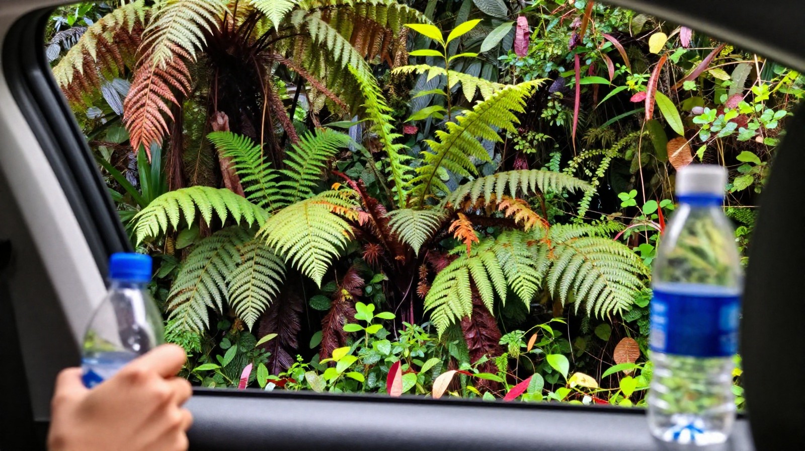 Passenger view from a car driving through a lush tropical rainforest in Yunnan valley with dense green ferns and humidity