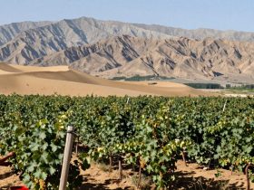 Ningxia: China's 'Napa Valley' in the Desert and New Silk Road Opportunities