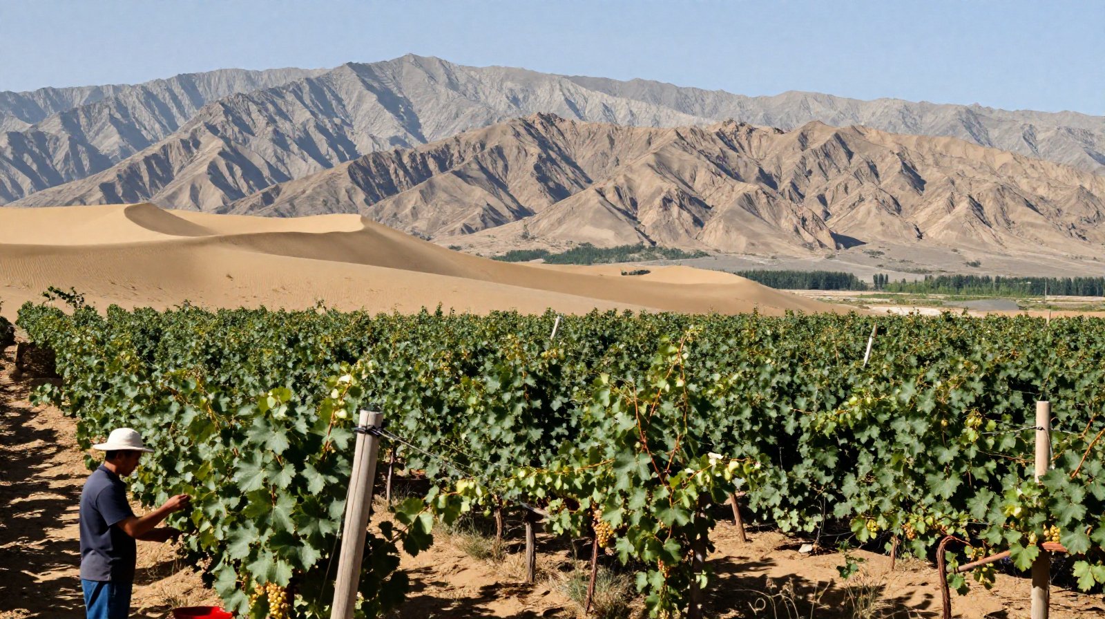 Ningxia: China's 'Napa Valley' in the Desert and New Silk Road Opportunities