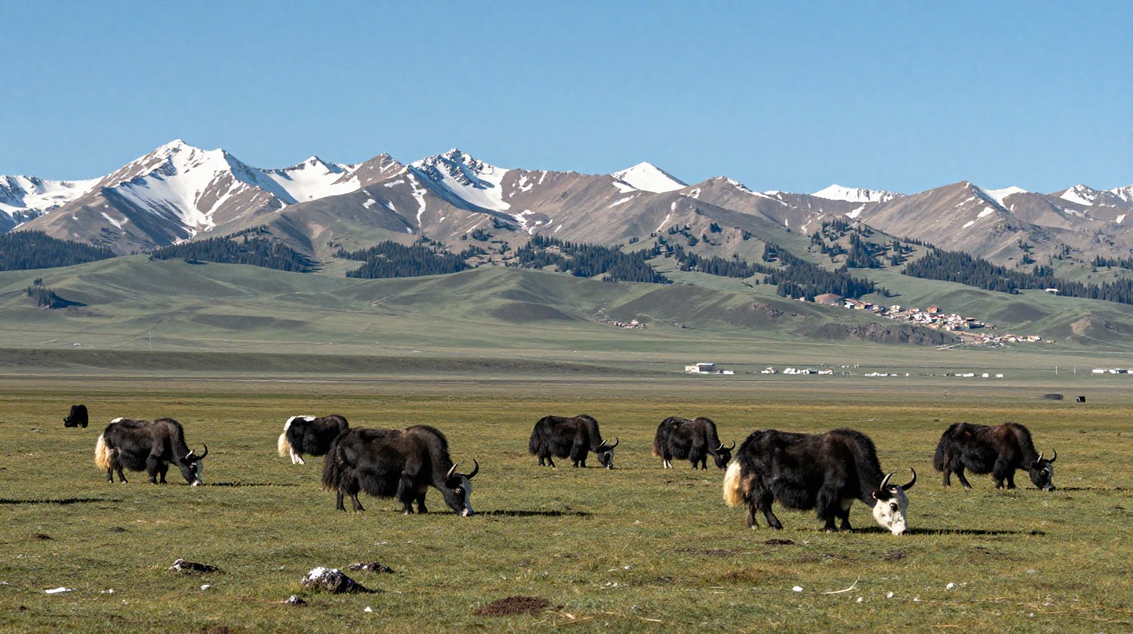 Yaks grazing on a high altitude grassland near the Duku Highway entrance