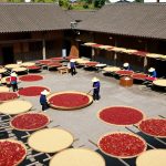 The Heart of Sichuan Cuisine: Inside a 300-Year-Old Chili Paste Workshop