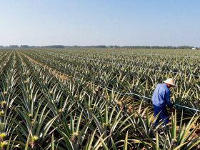 The Sea of Pineapples: How Zhanjiang Transformed a Wasteland into the World's Fruit Bowl