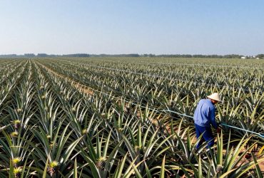 The Sea of Pineapples: How Zhanjiang Transformed a Wasteland into the World's Fruit Bowl