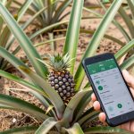 Healthy MD2 pineapple plants growing in sandy soil on the Leizhou Peninsula, a farmer using a smartphone to monitor crop data