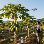 From Field to Table: A Foreign Visitor's Take on China's Tropical Agriculture Miracle