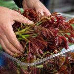 The Philosophy of 'Shi Xian': Why Chinese Millennials Pay Premium Prices for a One-Week Taste of Toona Sinensis