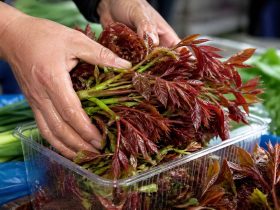 The Philosophy of 'Shi Xian': Why Chinese Millennials Pay Premium Prices for a One-Week Taste of Toona Sinensis