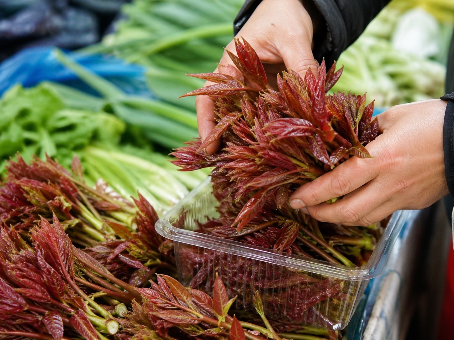 Fresh Toona sinensis (Chinese mahogany shoots) with vibrant red and green colors being packed at a Chinese wet market stall.