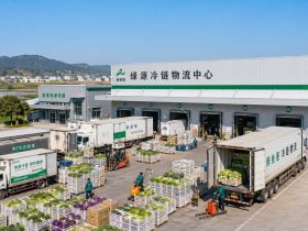 From Tree to Table in 48 Hours: How Cold Chain Logistics and Digital Agriculture Deliver Fresh Toona Sinensis Across China