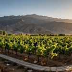 The Truth About Chinese Wine: We Visited Ningxia to Taste the 'Bordeaux of China'