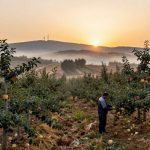 Finding the Real Yantai Apple: A Journey from Orchard to Table