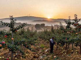 Finding the Real Yantai Apple: A Journey from Orchard to Table