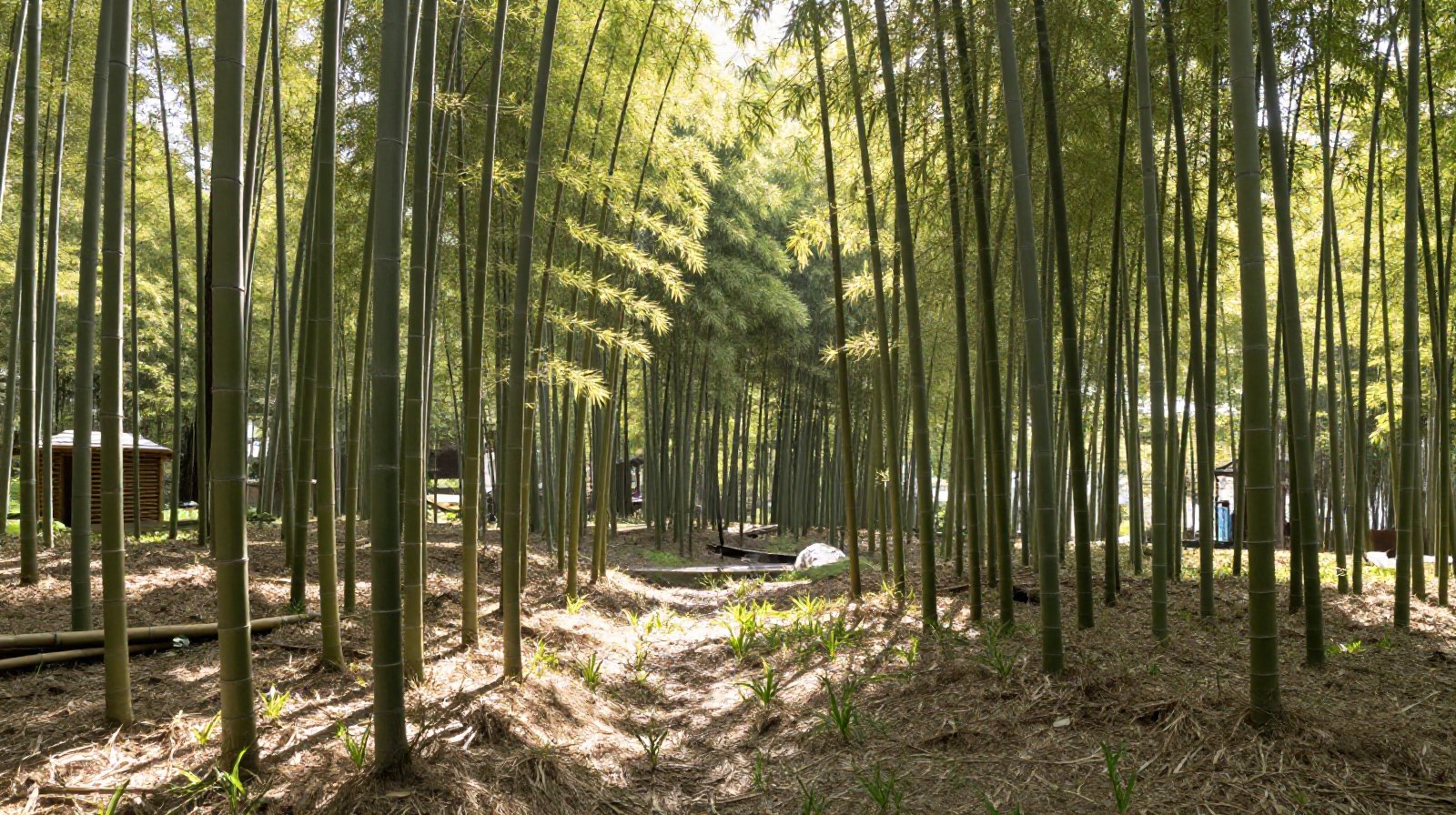 Emerging bamboo shoots in a forest during early spring
