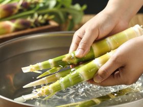 Why Bamboo Shoots Taste Like Spring in China (It’s Not Magic)