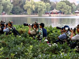 The 'Lens Uncles': Retirees Staking Out Public Parks with $10,000 Cameras to Photograph Birds