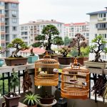 Bonsai and Birdcages: The Intricate Balcony Gardens of Urban Grandpas
