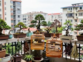 Bonsai and Birdcages: The Intricate Balcony Gardens of Urban Grandpas