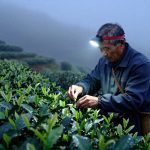 A Day in the Life of a Tea Farmer: From Mountain Picking to Market Sale