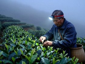 A Day in the Life of a Tea Farmer: From Mountain Picking to Market Sale