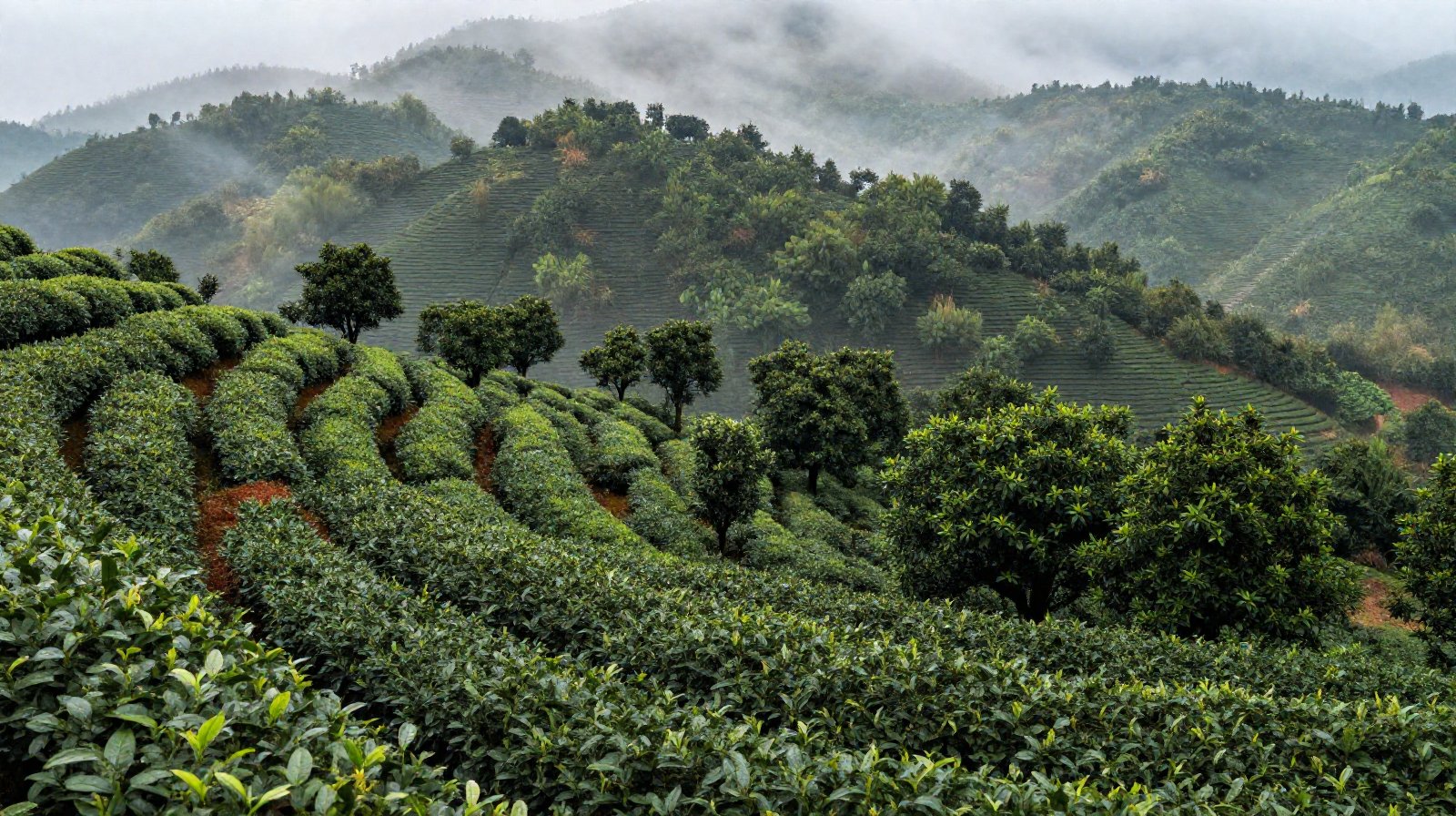 Ancient tea forests in Yunnan, China, where tea originated thousands of years ago