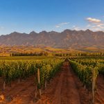 Wine Tasting in the Desert: A Route Through China's "Napa Valley"