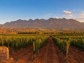 Wine Tasting in the Desert: A Route Through China's "Napa Valley"