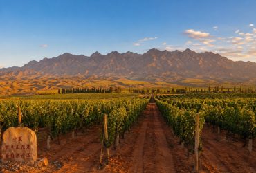 Wine Tasting in the Desert: A Route Through China's "Napa Valley"