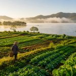 Green Fields of Poyang Lake: Jiangxi's Organic Agricultural Practice