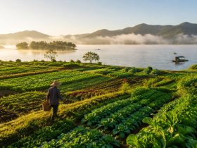 Green Fields of Poyang Lake: Jiangxi's Organic Agricultural Practice