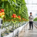 Shandong's Greenhouses: The Secrets Behind China's Vegetable Basket