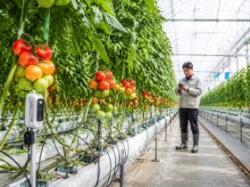 Shandong's Greenhouses: The Secrets Behind China's Vegetable Basket
