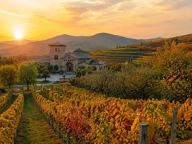 Yantai: Where Fine Wine Meets a Billion Apples