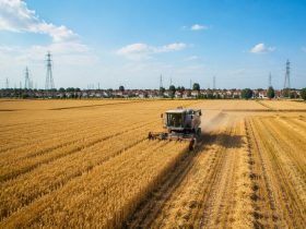 China's Breadbasket: Why Henan Tops Wheat Production Year After Year