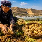 Gansu's Potato Comeback: From Survival Staple to Trendy Chips
