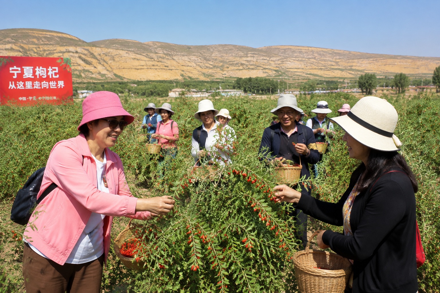 Tourists picking fresh goji berries on a farm in Ningxia, China
