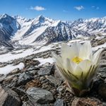 Xinjiang's Snow Lotus: A Unique Industry at 4,000 Meters