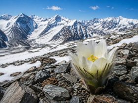 Xinjiang's Snow Lotus: A Unique Industry at 4,000 Meters
