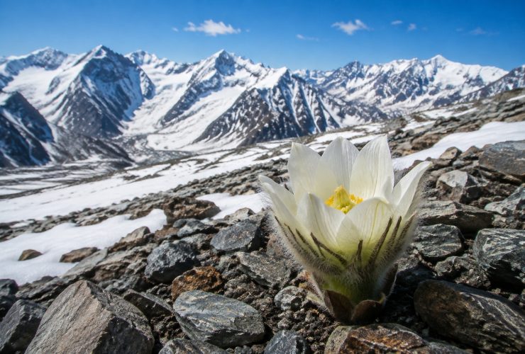 Xinjiang's Snow Lotus: A Unique Industry at 4,000 Meters