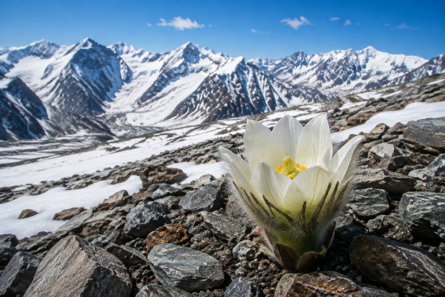 Xinjiang's Snow Lotus: A Unique Industry at 4,000 Meters