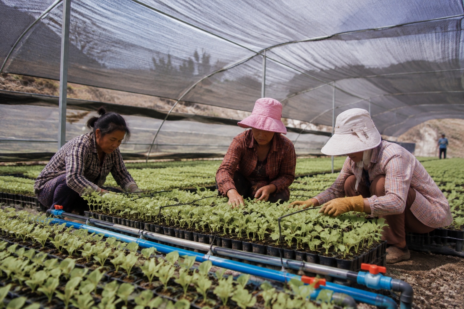 Workers tending snow lotus seedlings in a greenhouse in Xinjiang