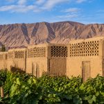 Xinjiang Vineyards: How Raisins Dried in Huts Are Exported