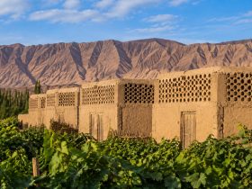 Xinjiang Vineyards: How Raisins Dried in Huts Are Exported