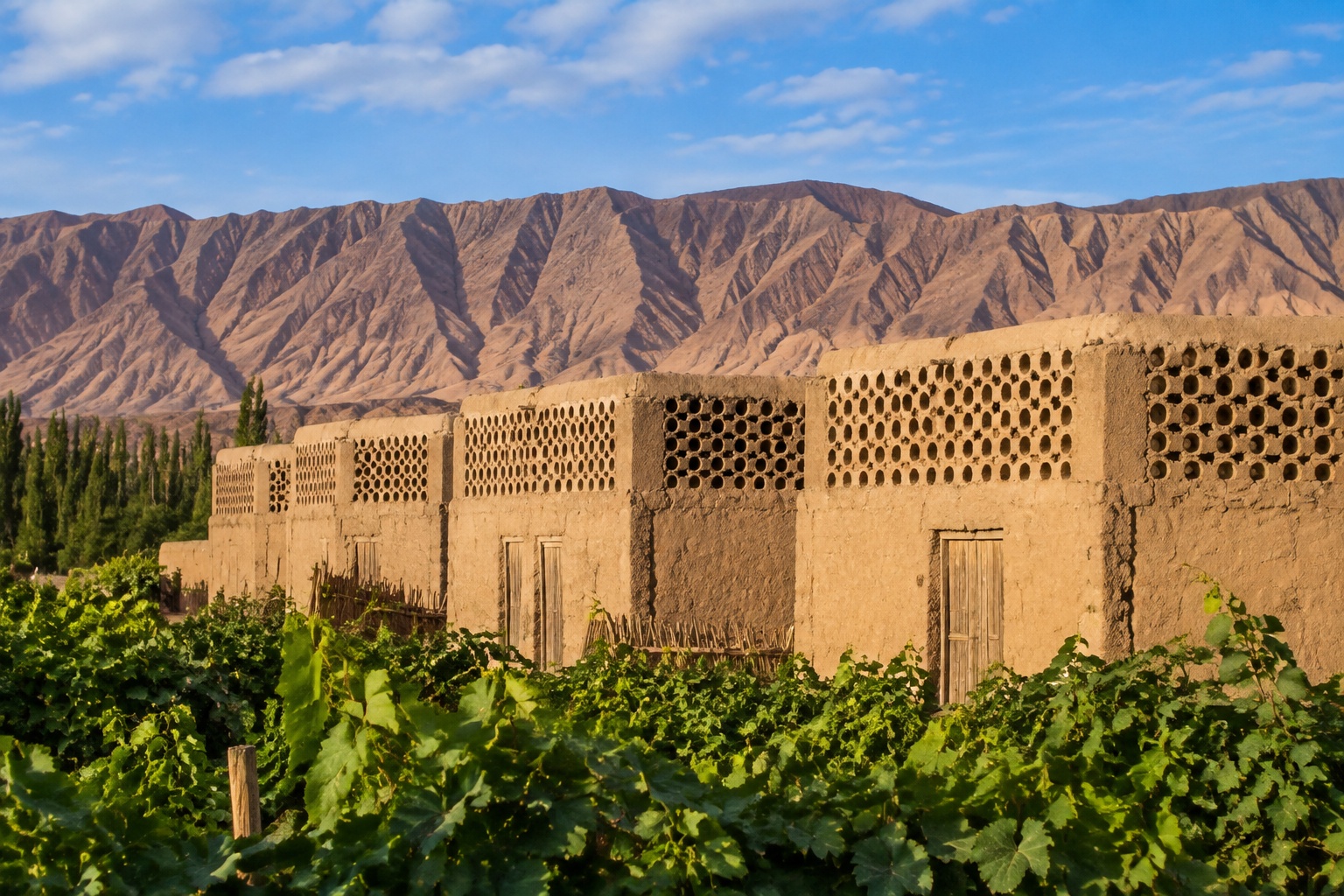 Xinjiang Vineyards: How Raisins Dried in Huts Are Exported