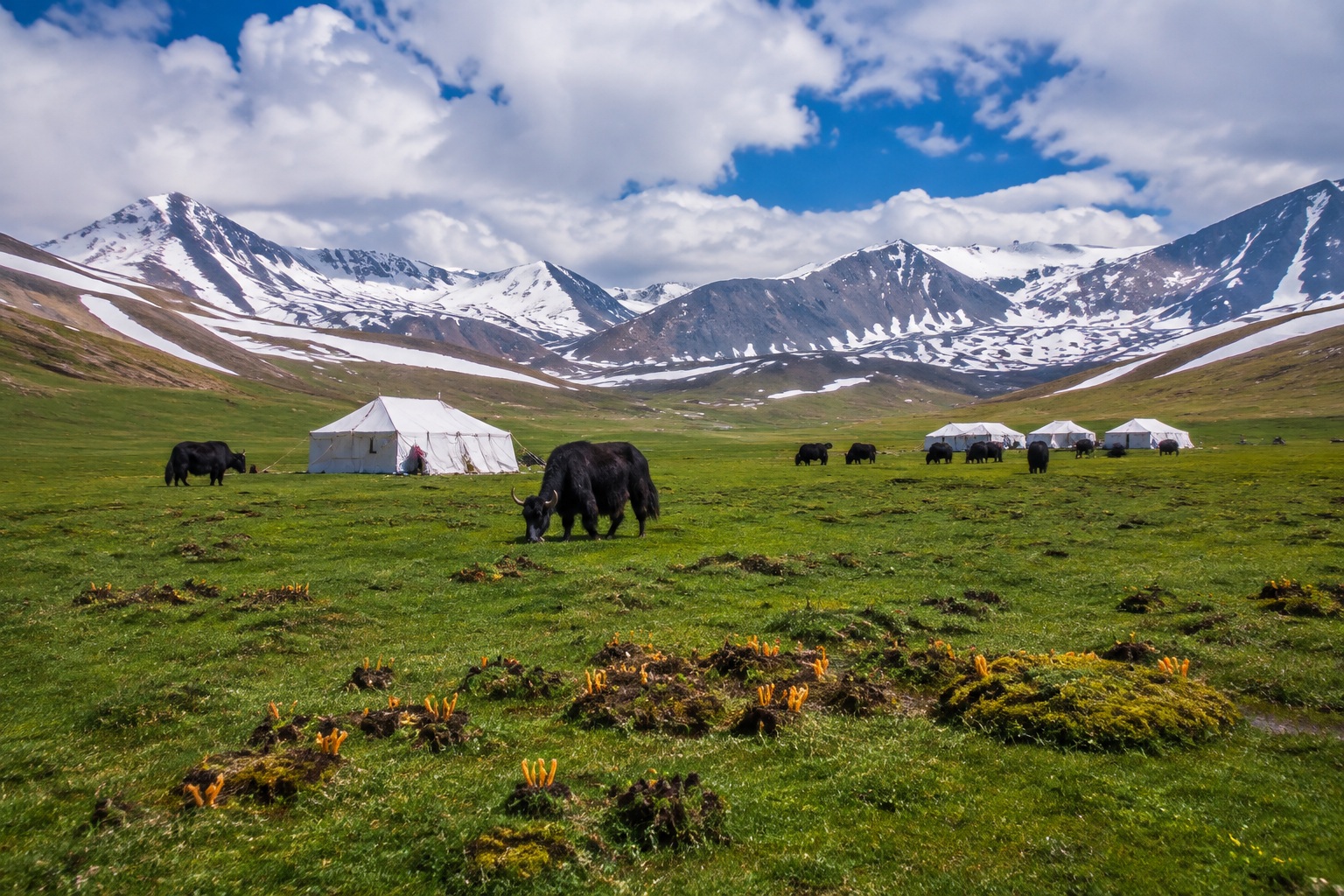 Tibetan Plateau grassland with yaks and seasonal herder tents, where cordyceps are harvested
