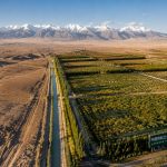 Qaidam's Agriculture Miracle: How a Gobi Desert Grows Goji and Quinoa