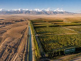 Qaidam's Agriculture Miracle: How a Gobi Desert Grows Goji and Quinoa