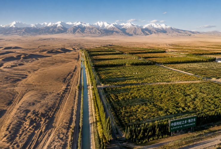 Qaidam's Agriculture Miracle: How a Gobi Desert Grows Goji and Quinoa