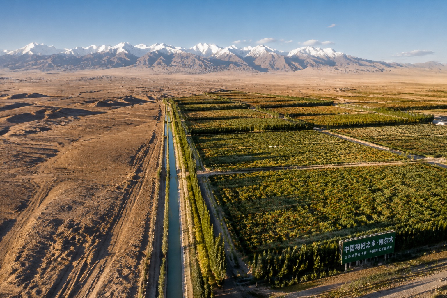Qaidam's Agriculture Miracle: How a Gobi Desert Grows Goji and Quinoa